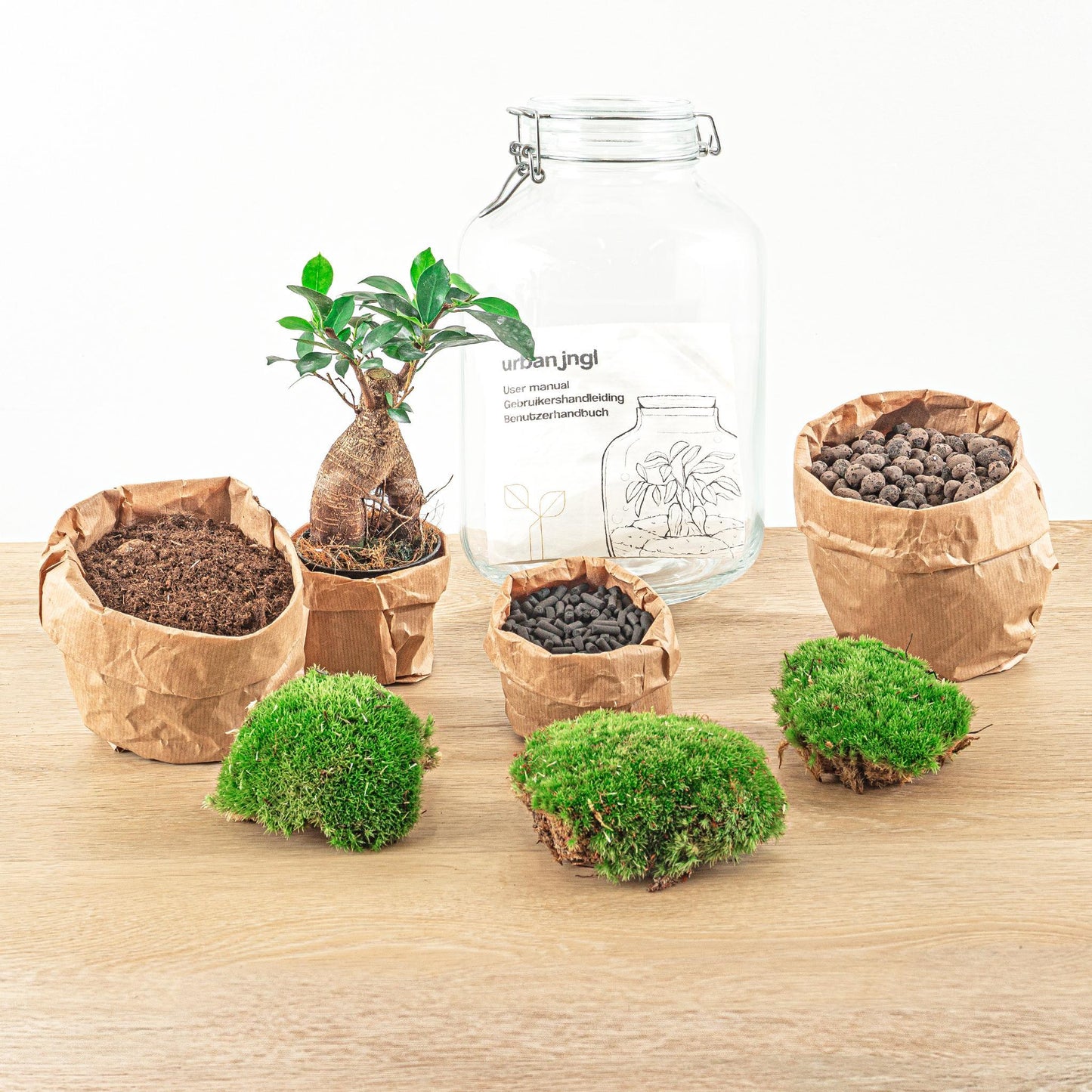 DIY terrarium Jar Ficus Ginseng bonsai - ↨28cm - Ø18cm