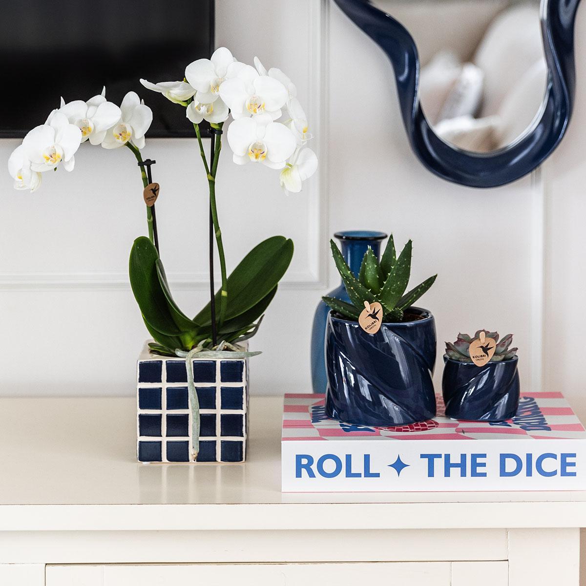 Witte phalaenopsis orchidee Amabilis + Mosa sierpot blauw - Ø9cm