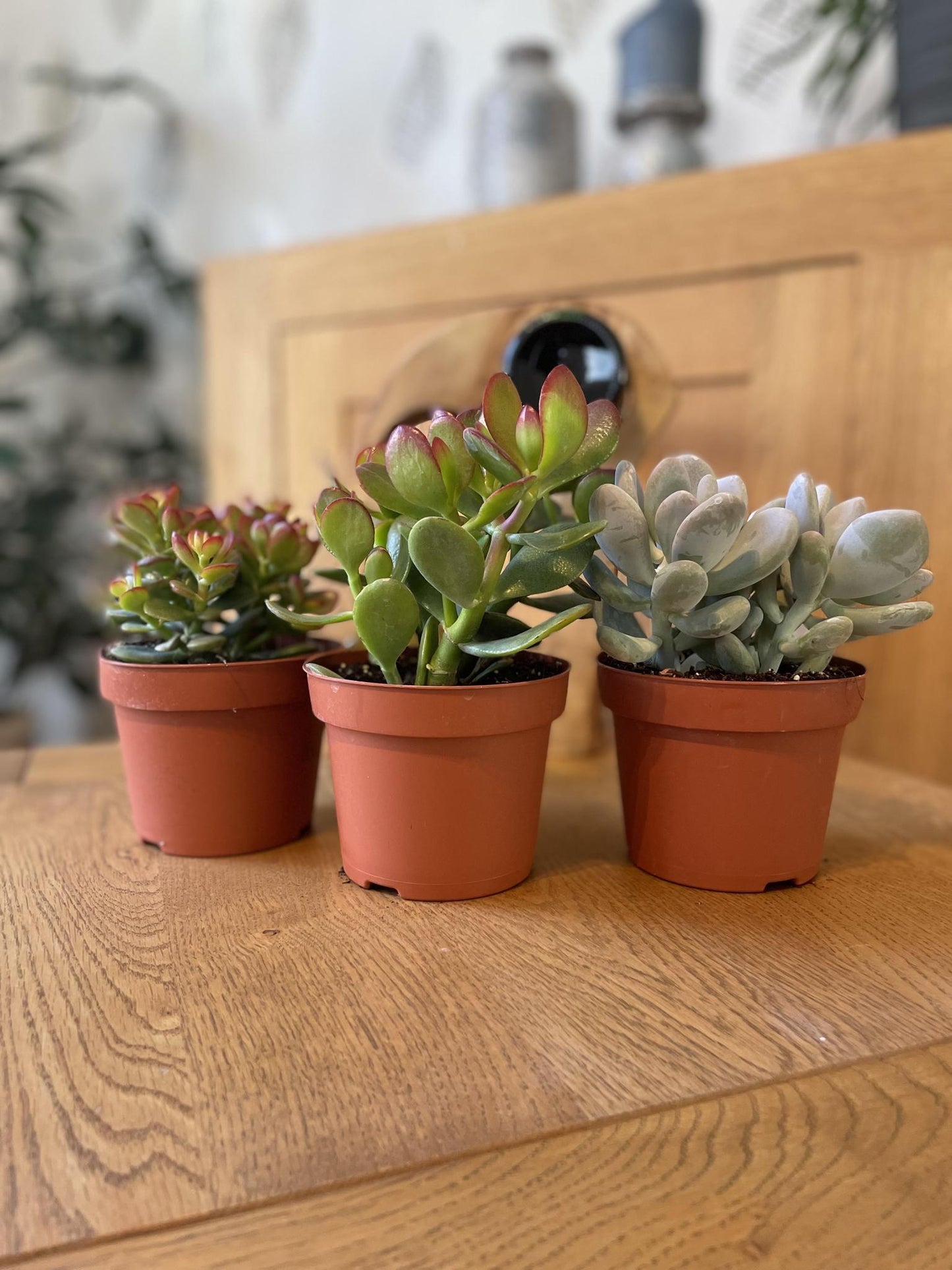 Succulenten mix 3 stuks - ↨16-22cm - Ø12cm