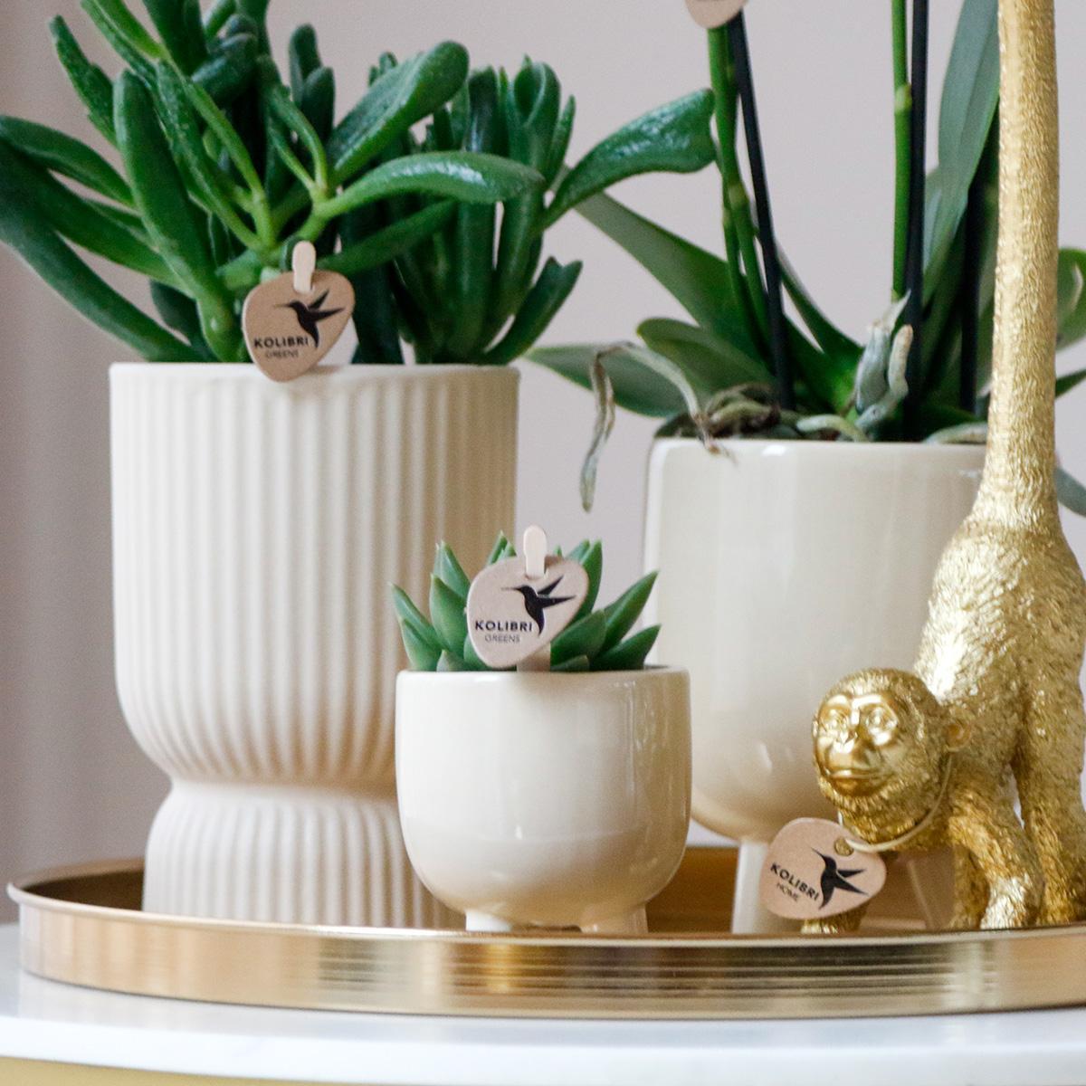 Plantenset Luxury Living - Witte Phalaenopsis Orchidee en Succulenten incl. keramieken sierpotten