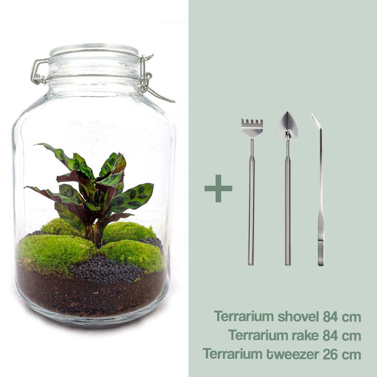 DIY terrarium Jar Calathea - ↨28 cm - Ø18cm