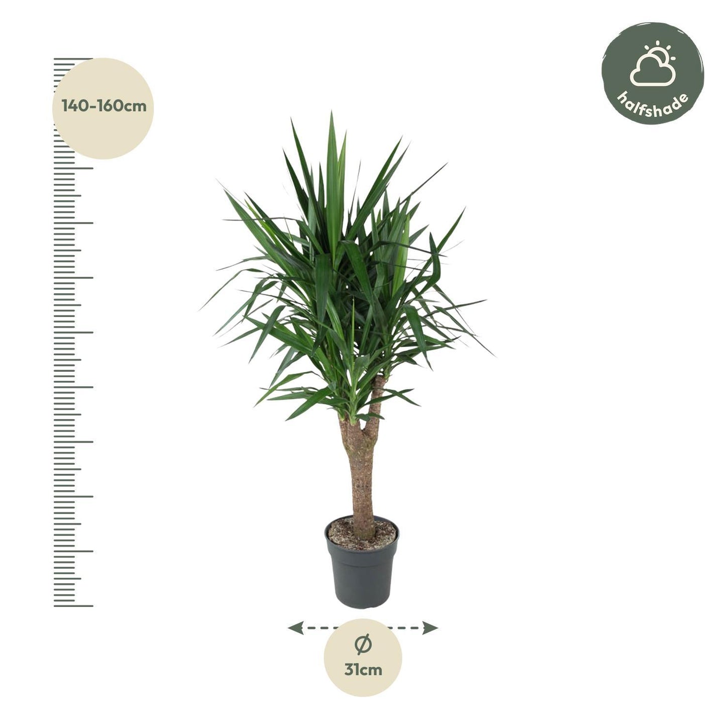 Yucca Elephantipe vertakt - ↨150cm - Ø31cm