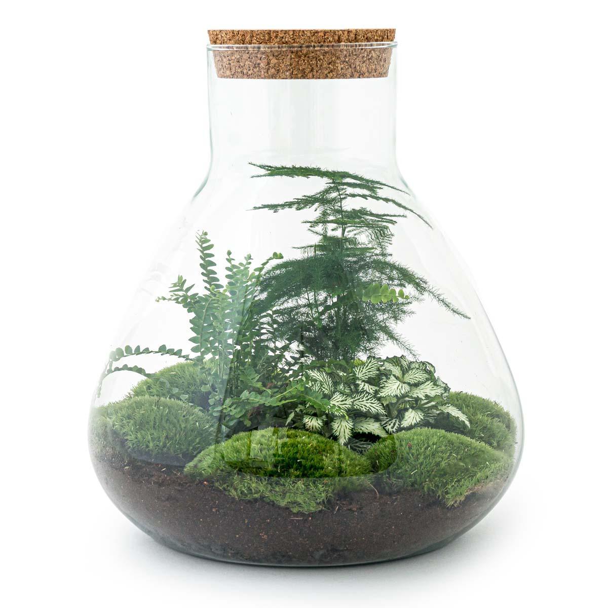 DIY terrarium Sam XL - ↨35 cm - Ø30cm