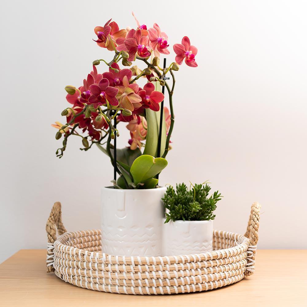 Rode Phalaenopsis orchidee Congo - Ø9cm