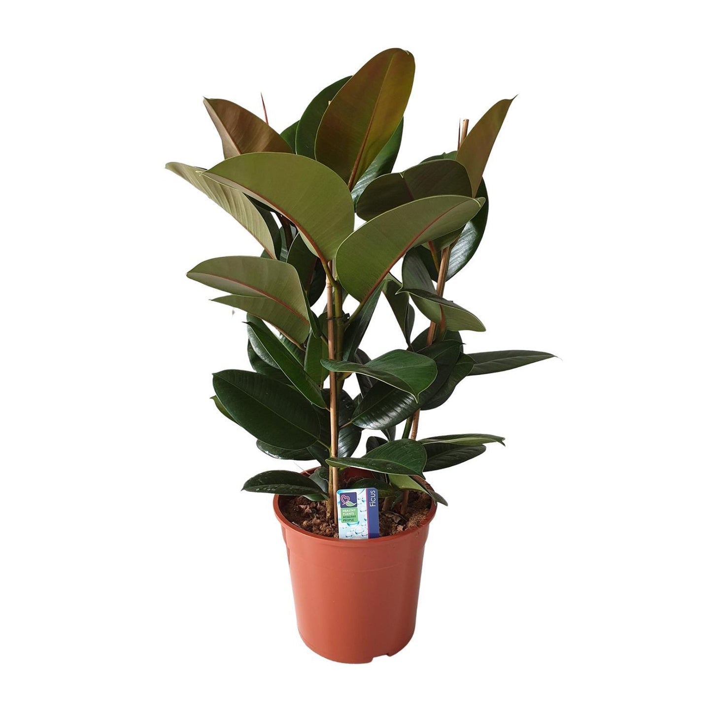 Ficus Elastica Robusta - ↨80cm - Ø27cm