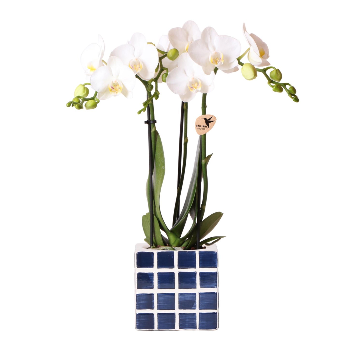 Witte phalaenopsis orchidee Amabilis + Mosa sierpot blauw - Ø9cm