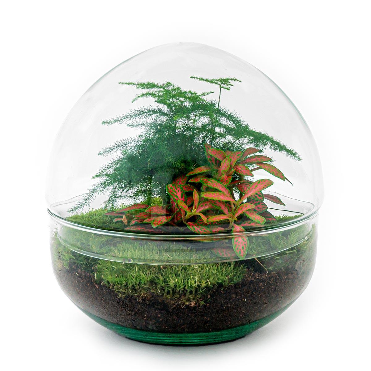DIY terrarium Dome Red - ↨20cm - Ø20cm