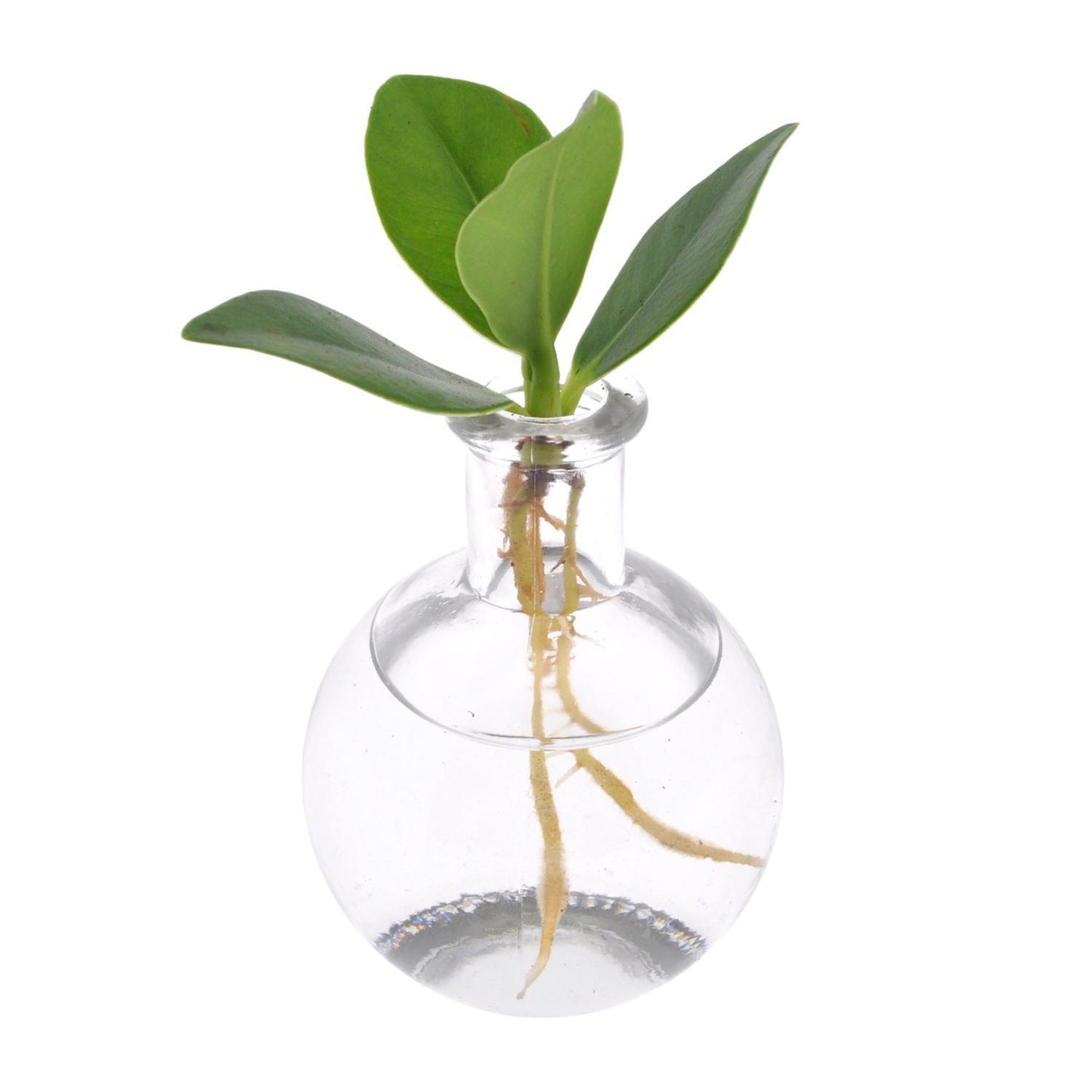 Clusia in samoa glas - ↨10cm - Ø5cm