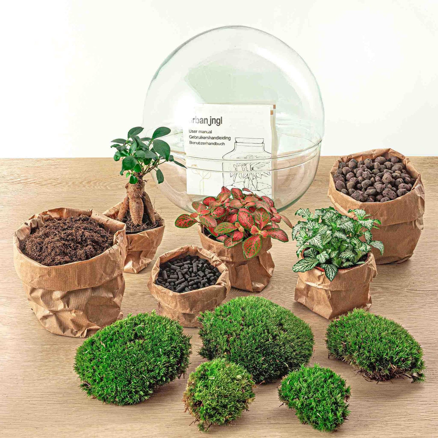 DIY terrarium Dome XL Ficus Ginseng Bonsai - ↨30cm - Ø30cm