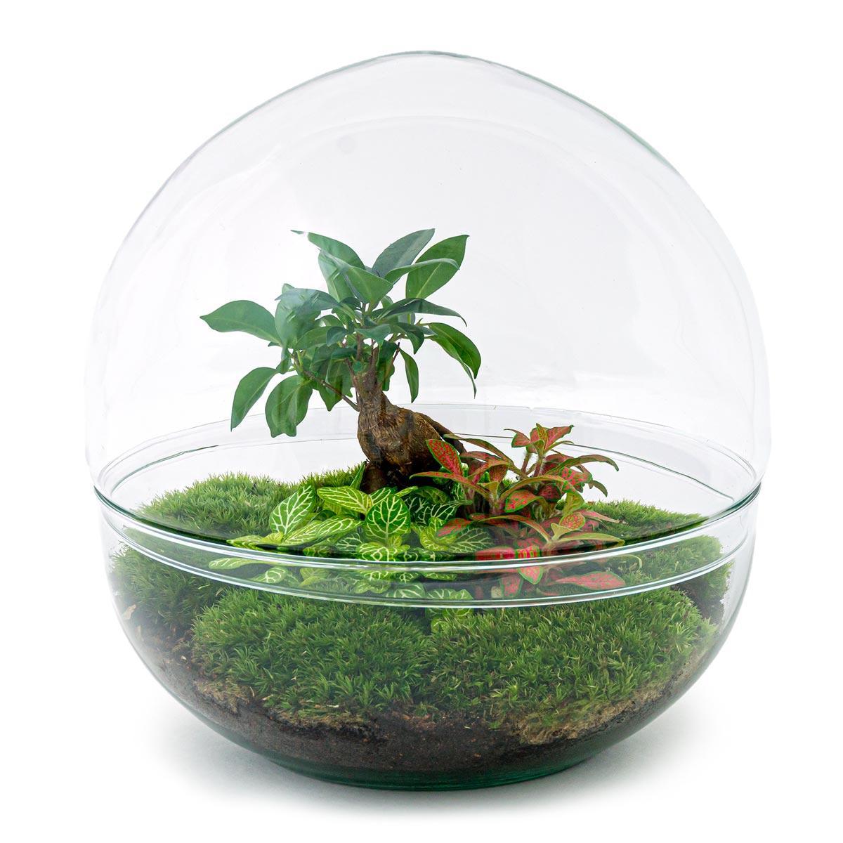 DIY terrarium Dome XL Ficus Ginseng Bonsai - ↨30cm - Ø30cm