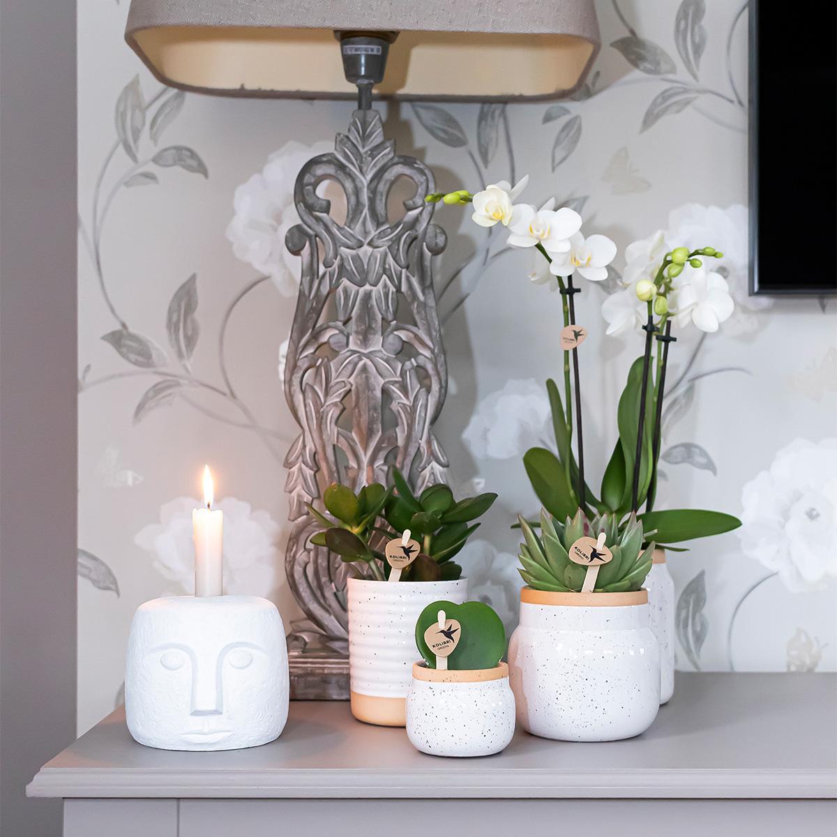 Verrassingsbox met 4 orchideeën mix kleur - Ø9cm