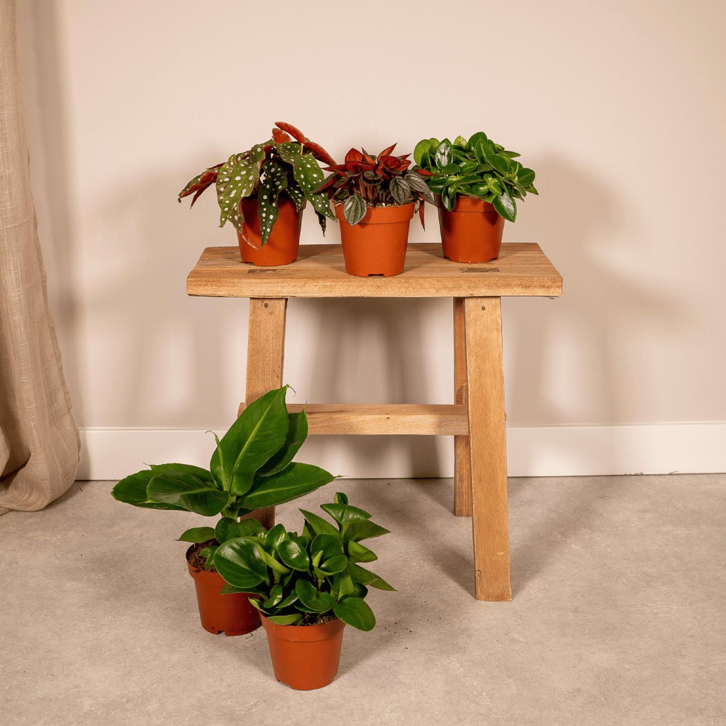 Verrassingsbox met 5 kamerplanten - ↨20 -30cm - Ø10-12cm