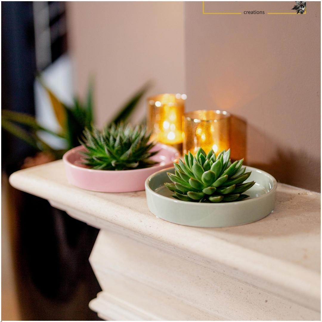 Succulent Echeveria Lilacina in schaal groen - ↨5cm - Ø20cm