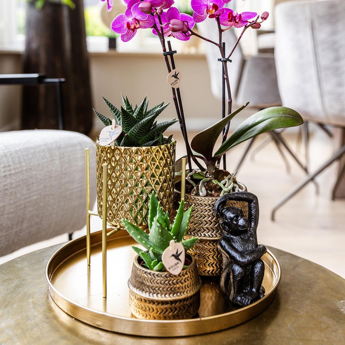 Plantenset Hotel Chic - Paarse Phalaenopsis Orchidee en Succulenten incl. keramieken sierpotten
