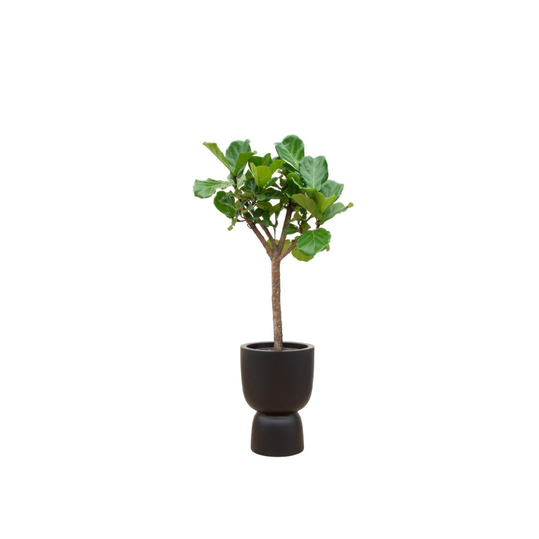 Ficus Lyrata boom incl. bloempot Zwart - ↨210cm - Ø41cm