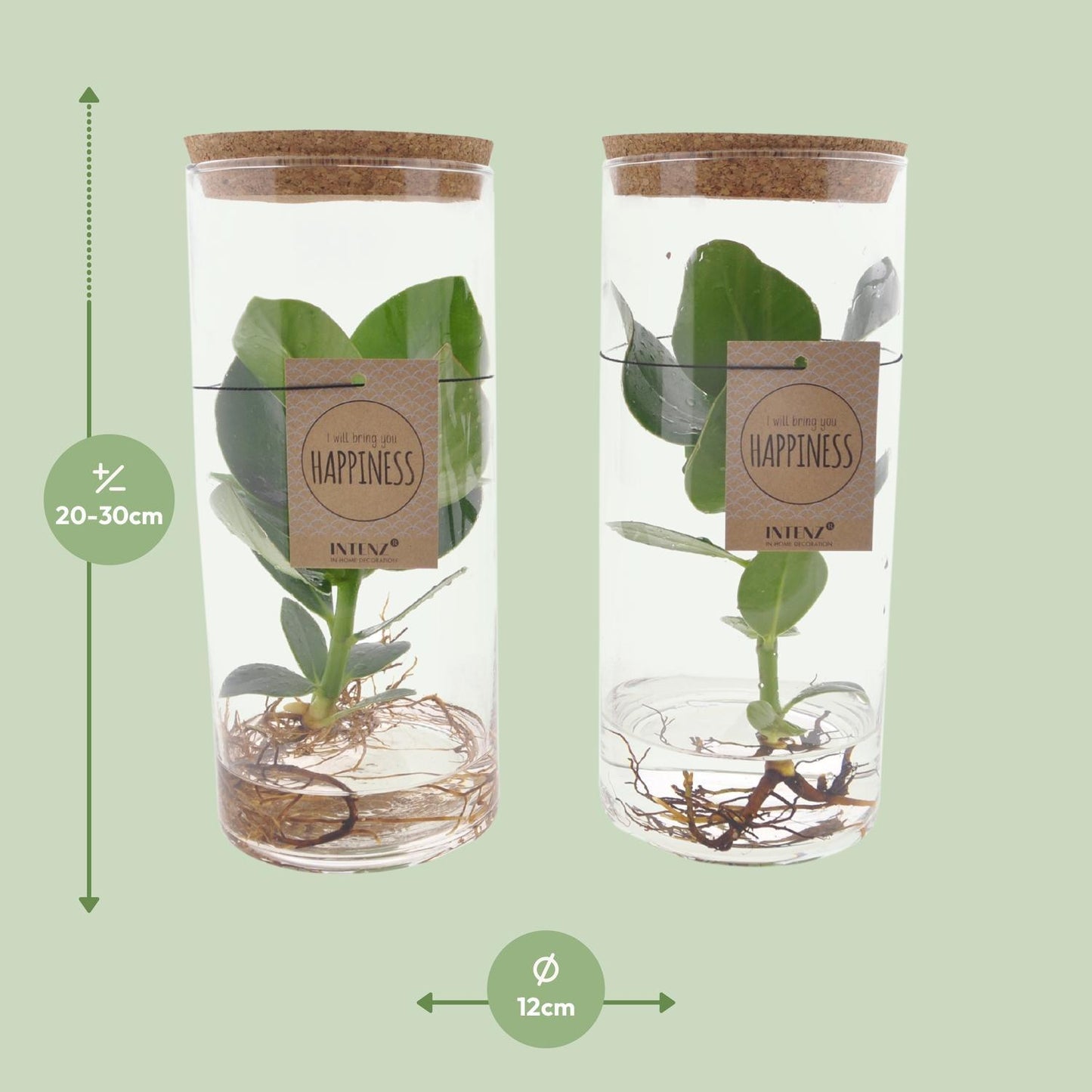 Clusia In Tube Glas M - ↨30cm - Ø12cm