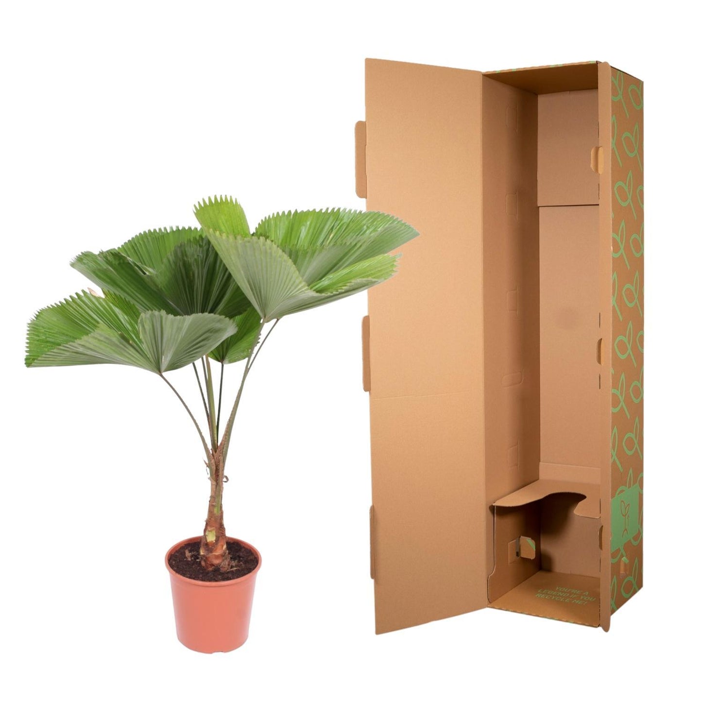 Licuala Grandis - ↨140cm - Ø30cm