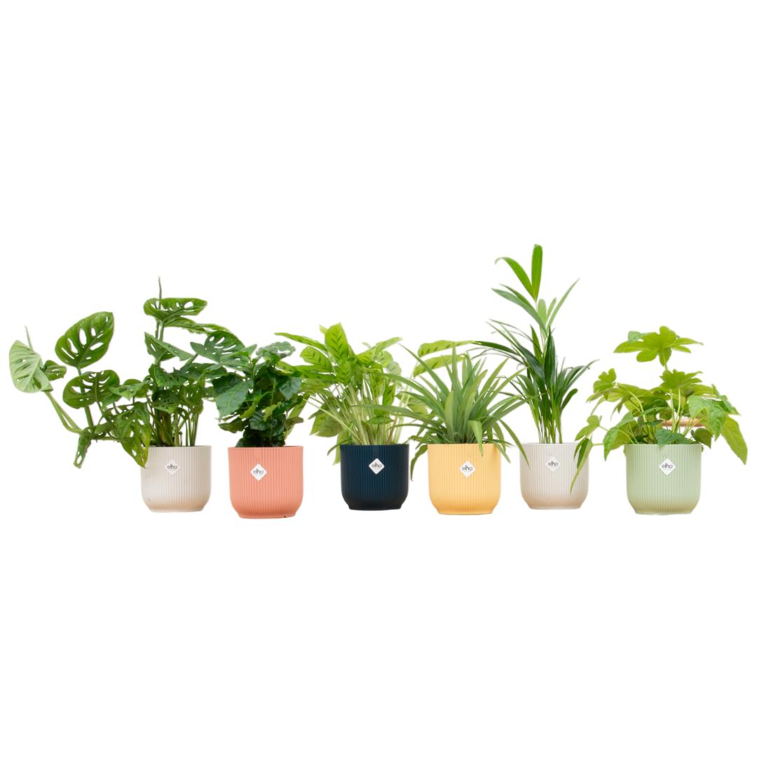 Verrassingsbox met 6 planten inclusief bloempotten kleurenmix - Ø14cm