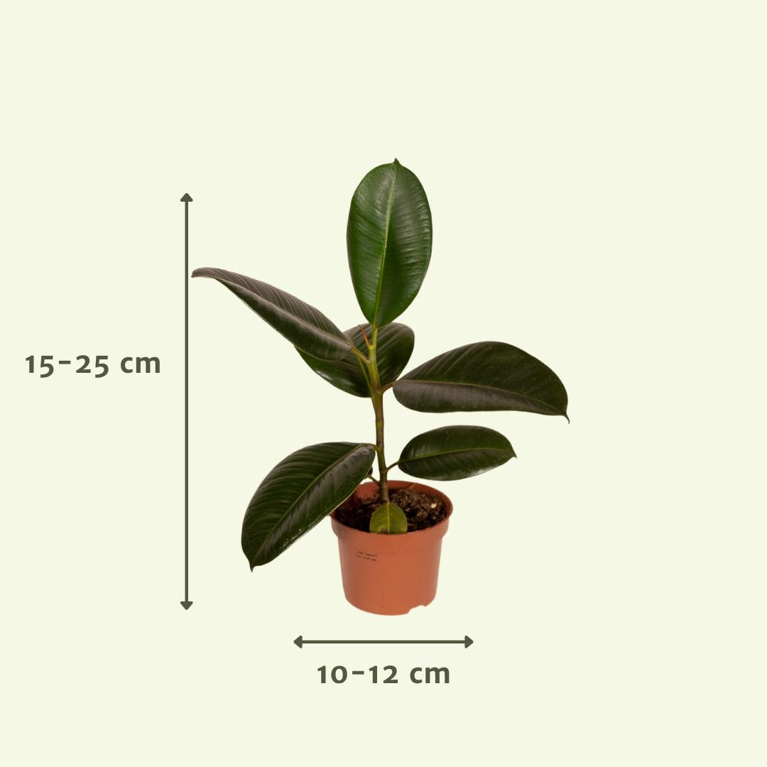 Buitenbeentjesbox met 12 kamerplanten - ↨15 a 25cm - Ø10 a 12cm