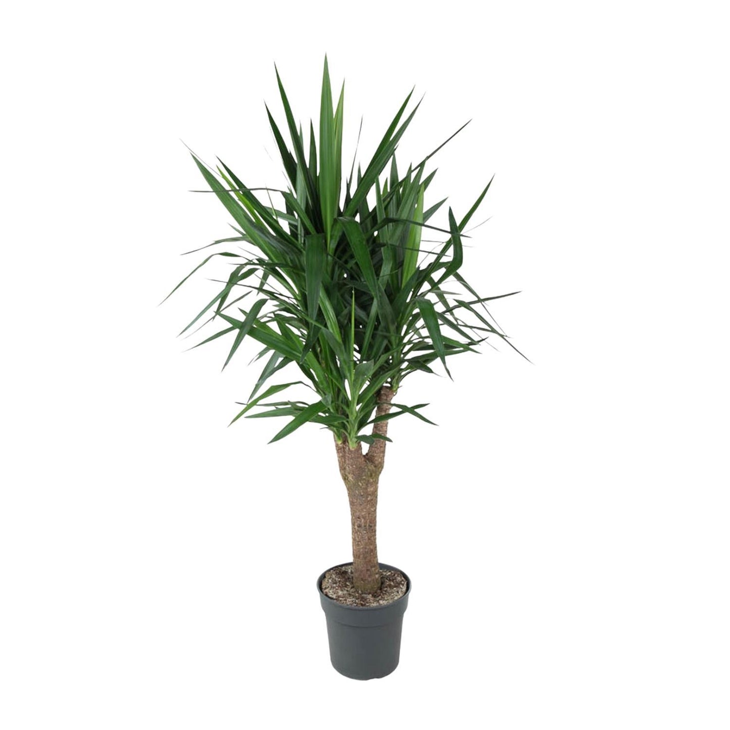 Yucca Elephantipe vertakt - ↨150cm - Ø31cm