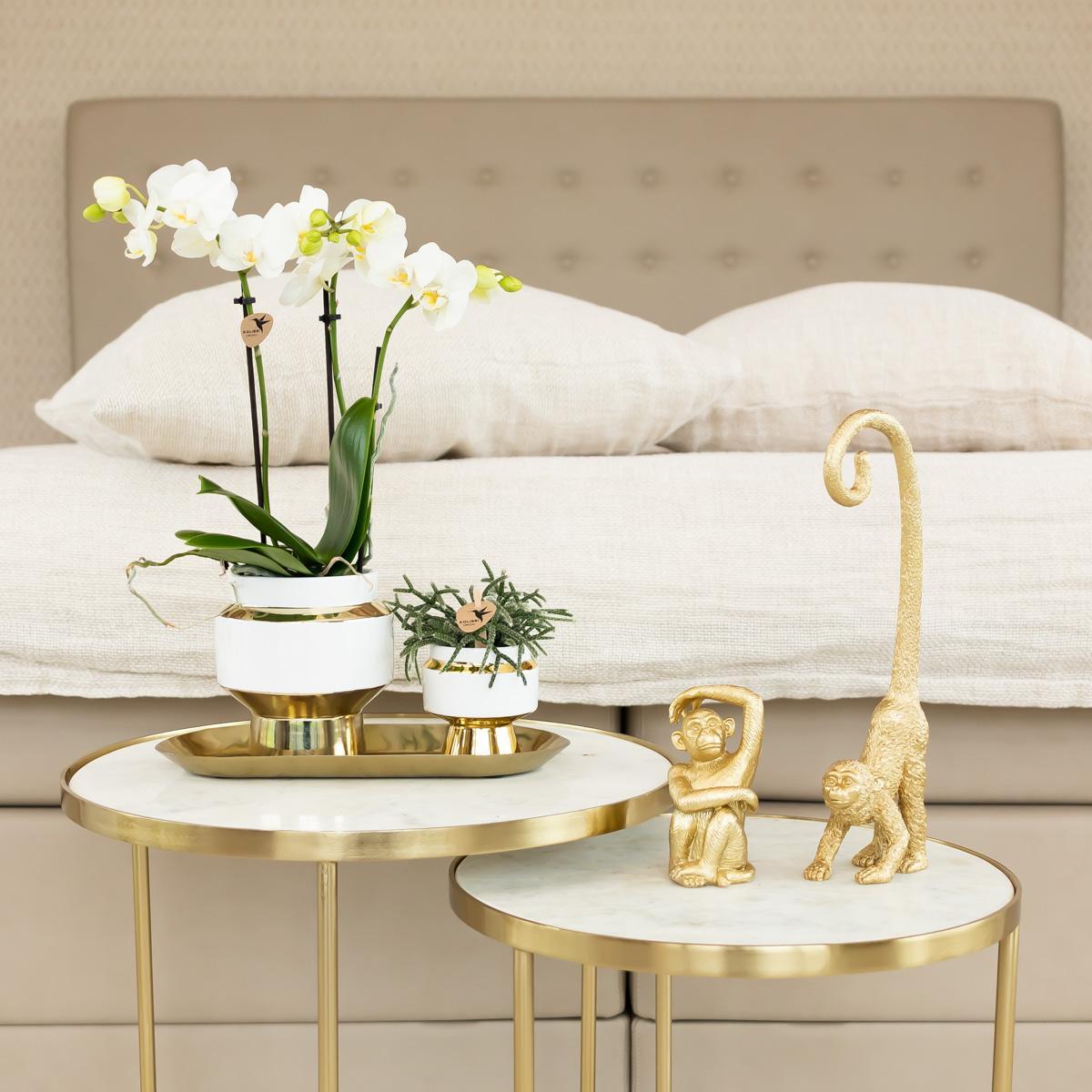 Plantenset van witte orchidee en Succulent op gouden dienblad
