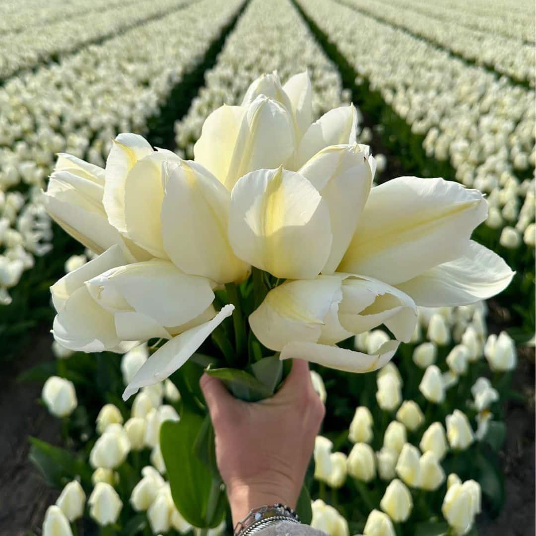 Super Tulip Mix - 100 bloembollen