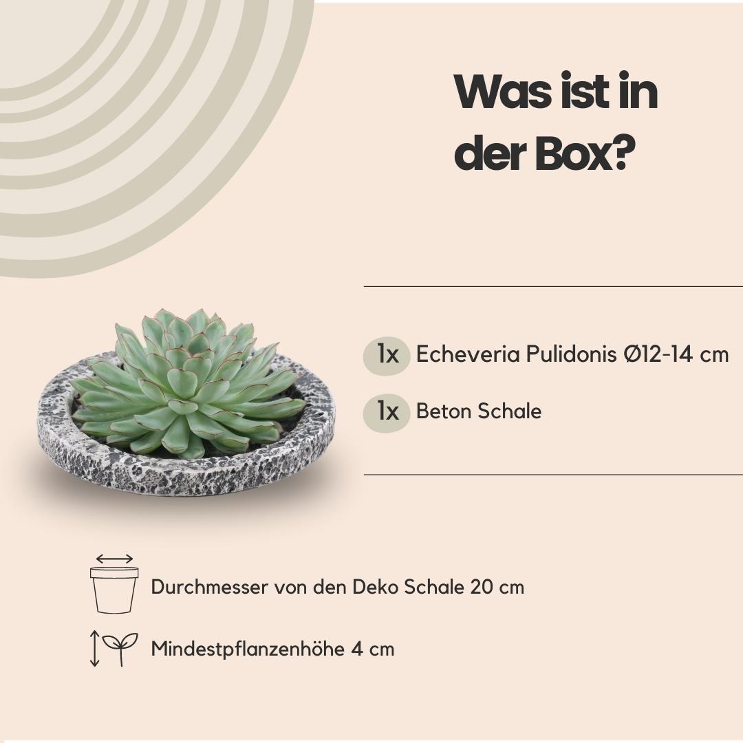 Succulent Echeveria Pulidonis in schaal Concrete -↨5cm - Ø20cm