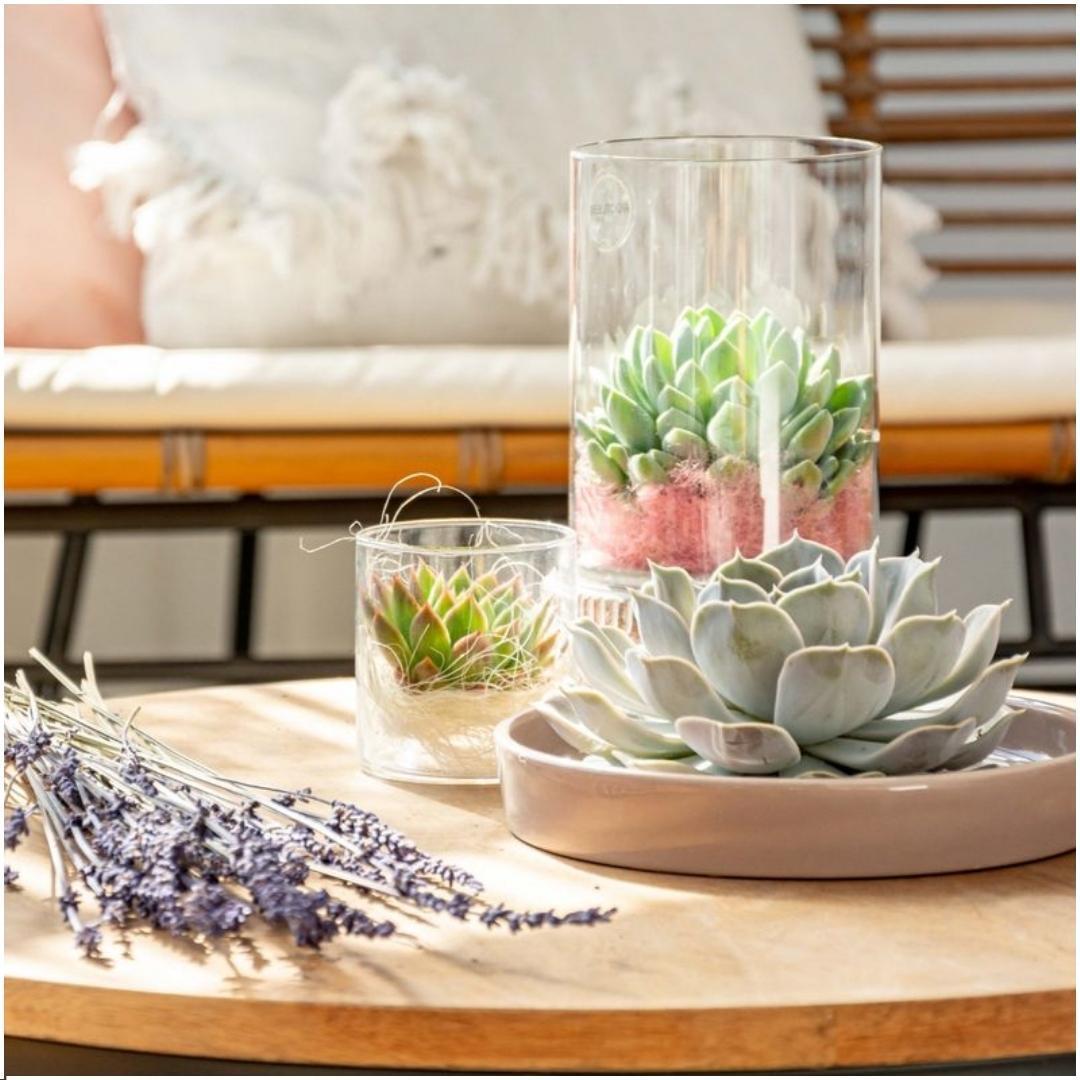 Succulent Echeveria Pulidonis in schaal taupe - ↨5cm - Ø20cm