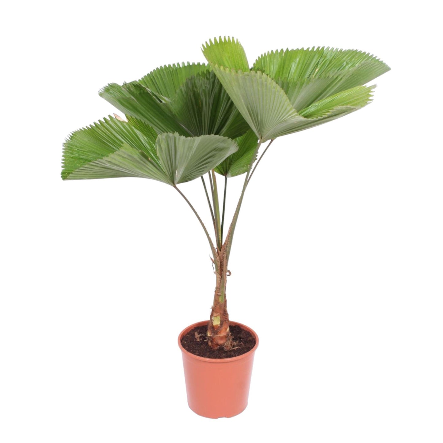 Licuala Grandis - ↨140cm - Ø30cm