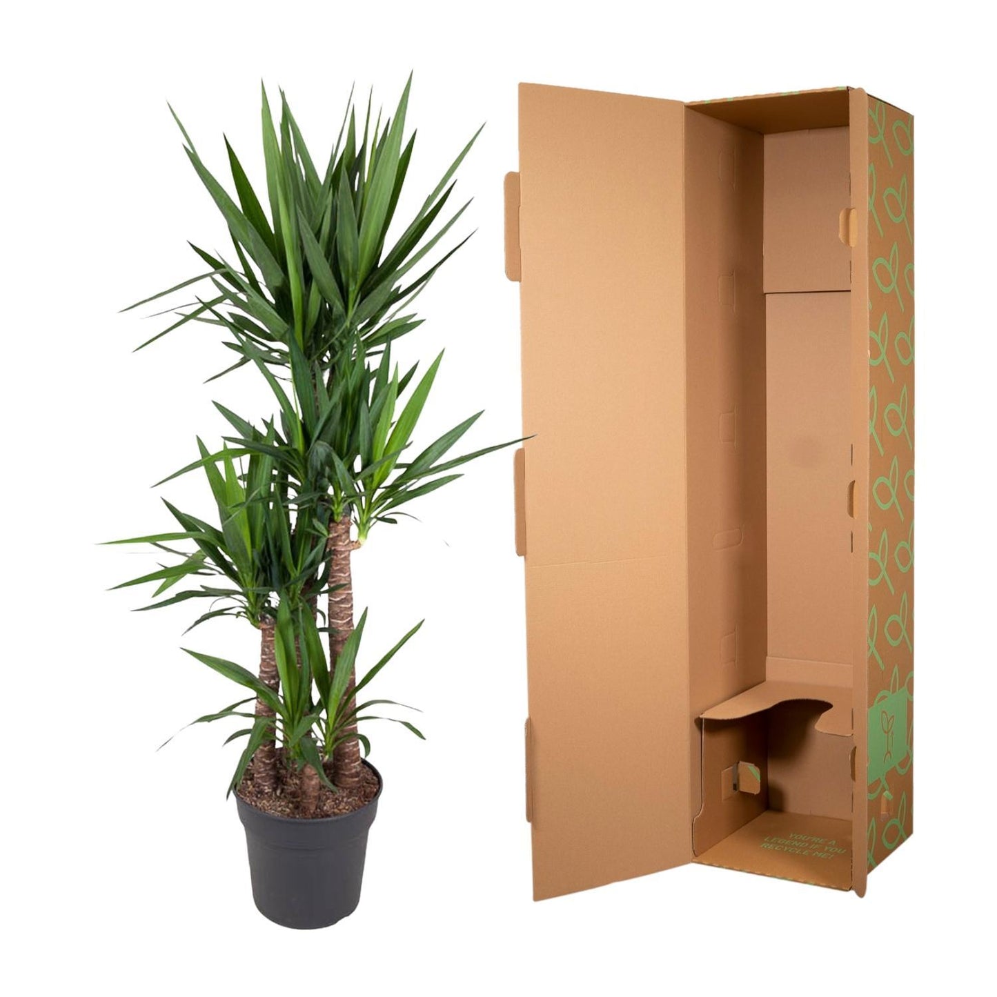 Yucca Elephantipe - ↨180cm - Ø34cm