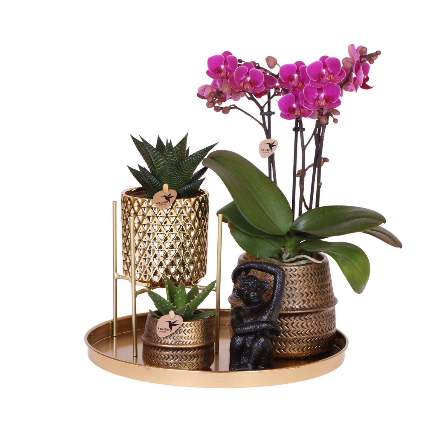 Plantenset Hotel Chic - Paarse Phalaenopsis Orchidee en Succulenten incl. keramieken sierpotten