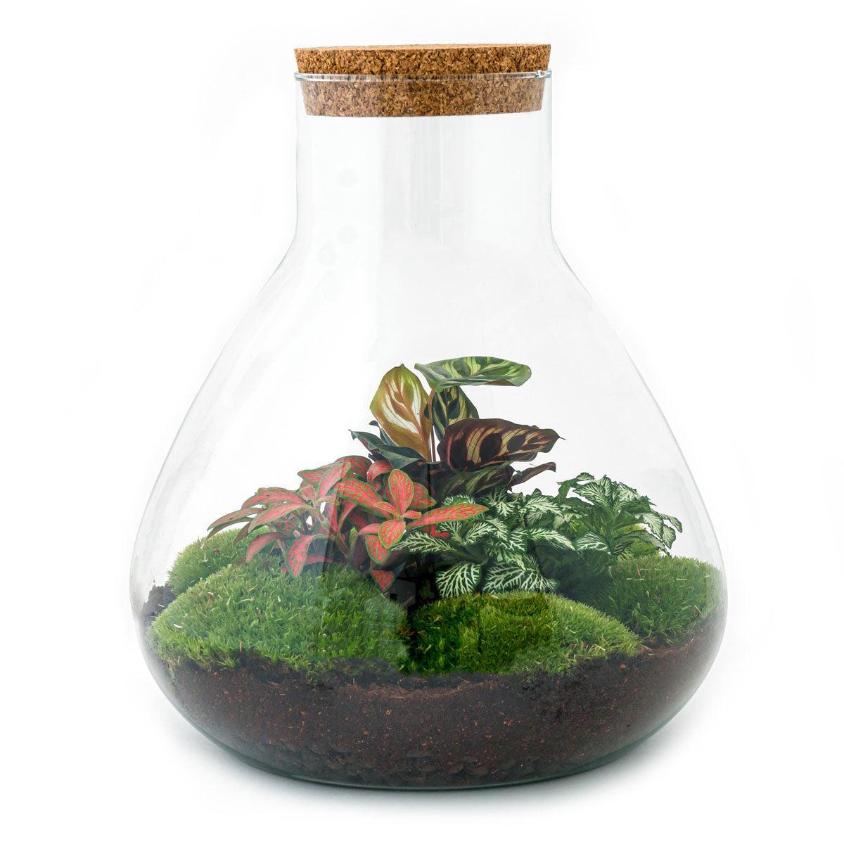 DIY terrarium Sam XL Rood - ↨35cm - Ø30cm