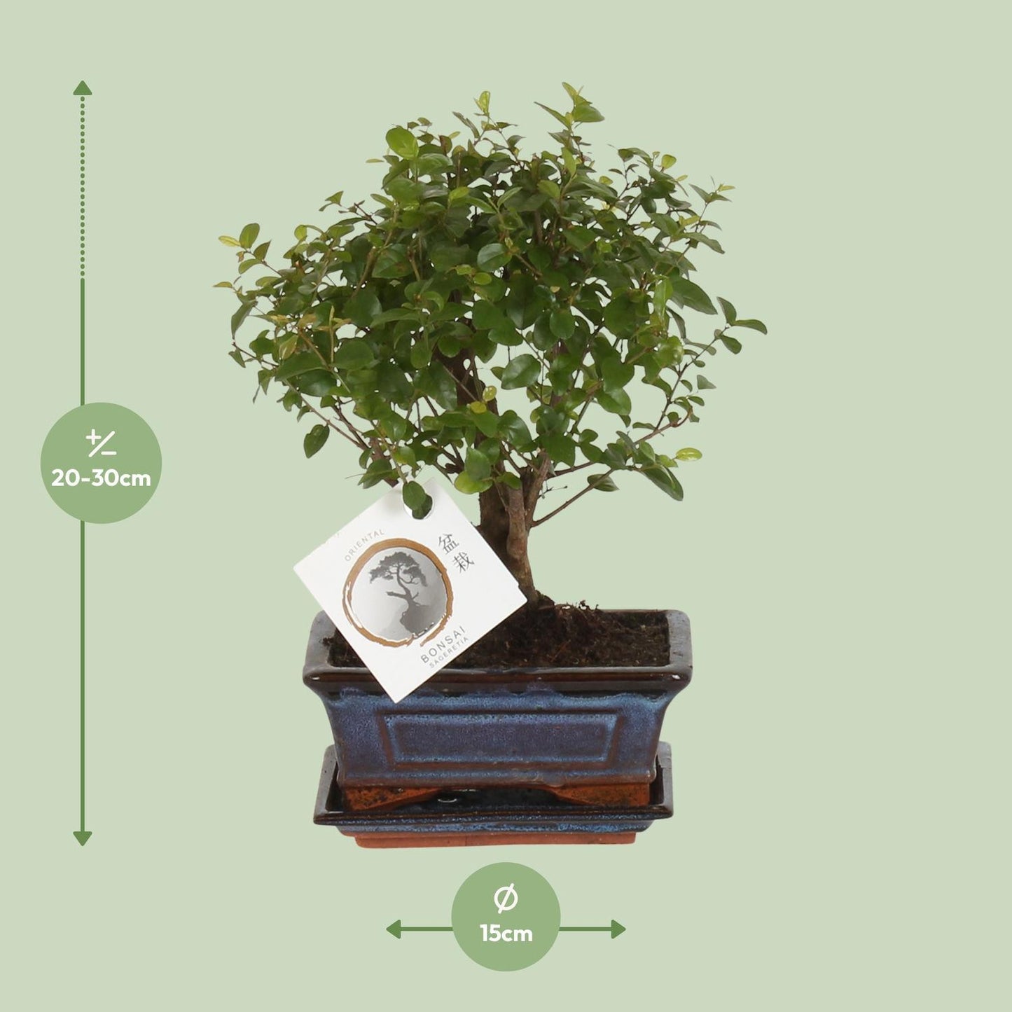 Bonsai - ↨30cm - Ø15