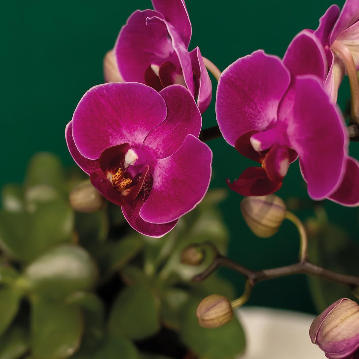 Plantenset Hotel Chic - Paarse Phalaenopsis Orchidee en Succulenten incl. keramieken sierpotten