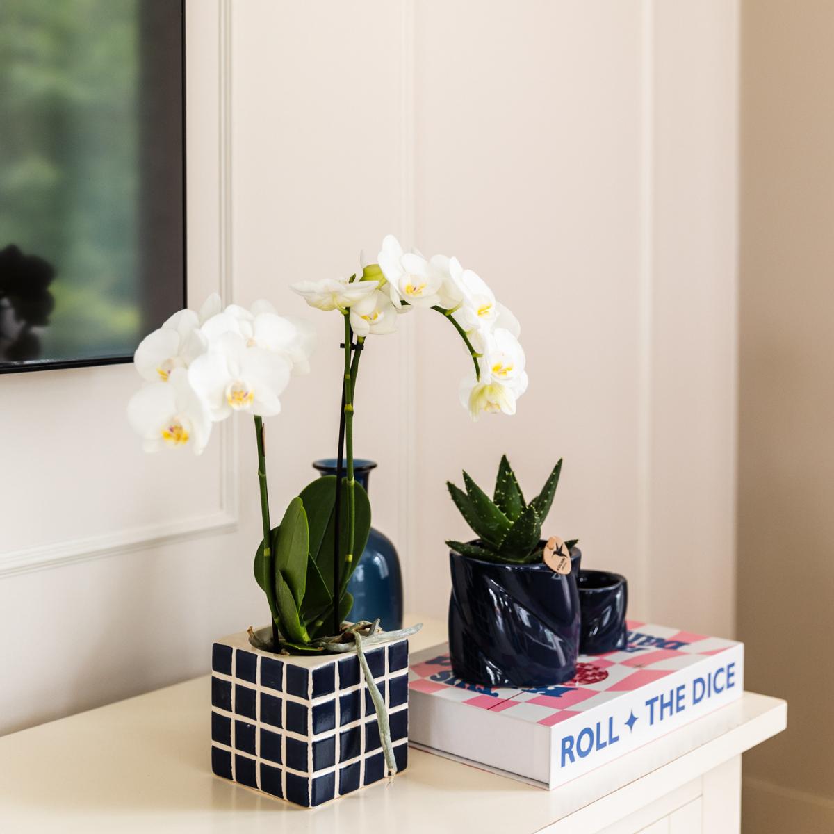 Witte phalaenopsis orchidee Amabilis + Mosa sierpot blauw - Ø9cm