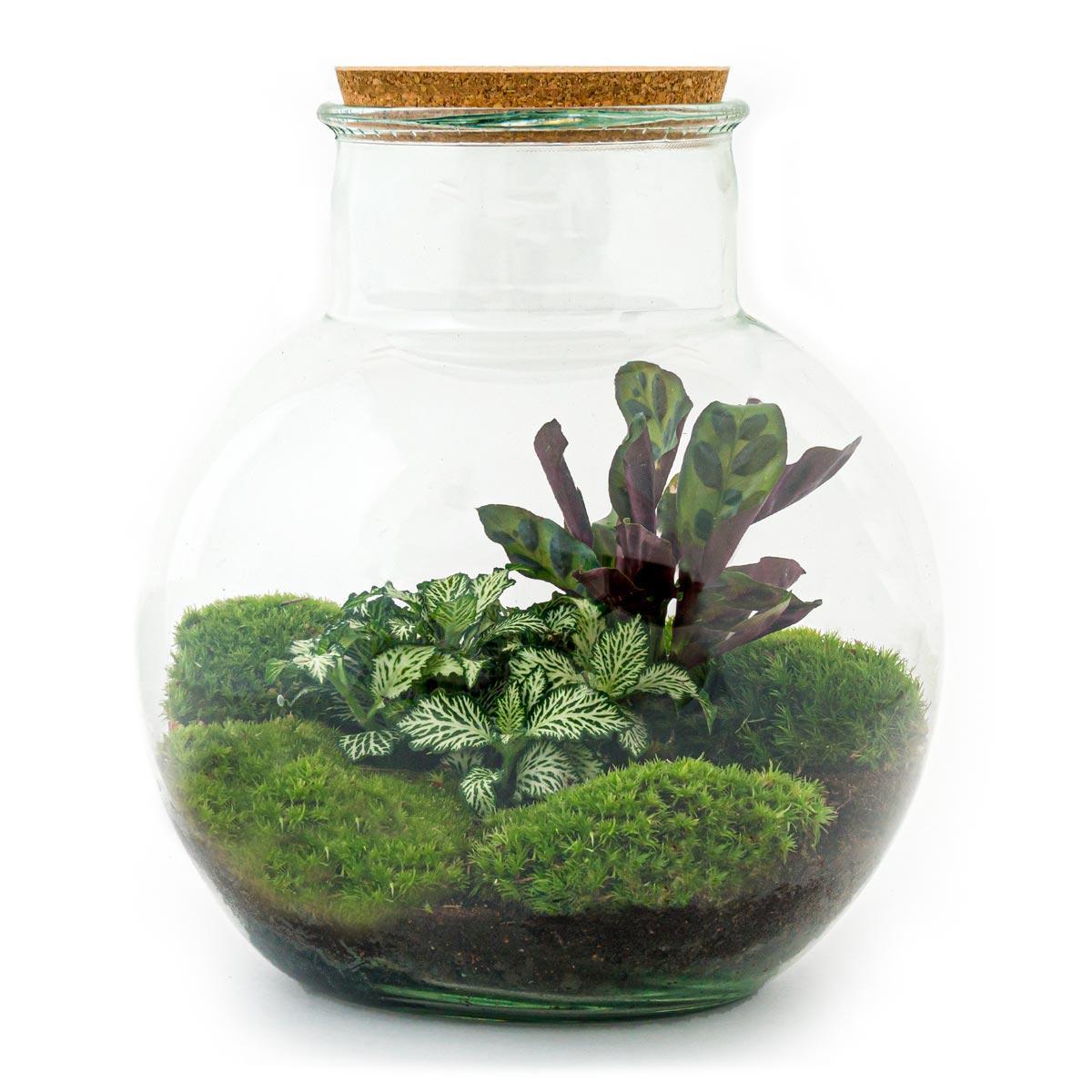 DIY terrarium Teddy - ↨26,5 cm - Ø25cm