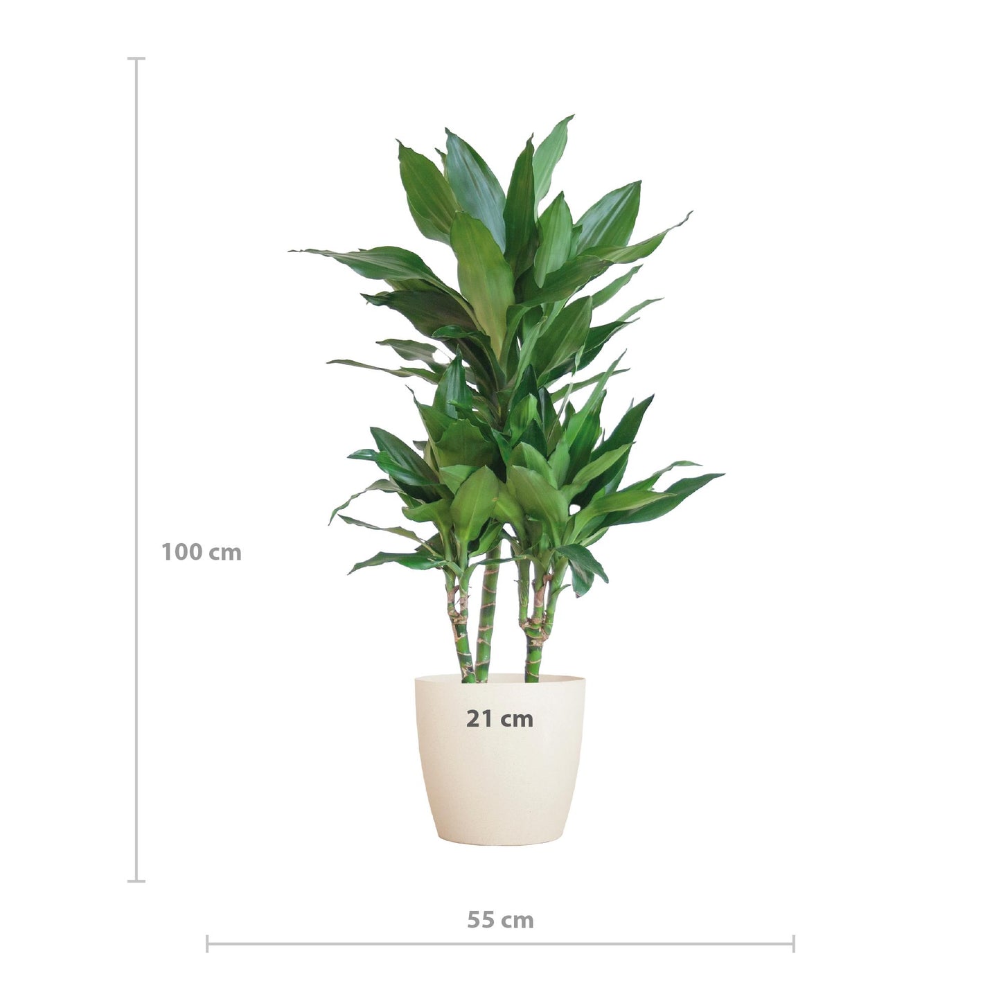 Dracaena Janet Lindt incl. Viber wit - 95cm - Ø21cm