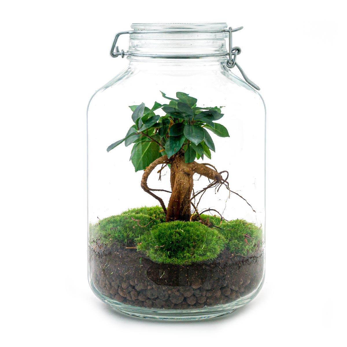 DIY terrarium Jar Ficus Ginseng bonsai - ↨28cm - Ø18cm