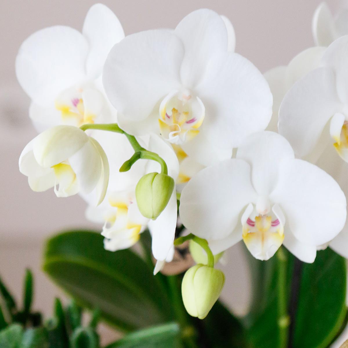 Plantenset Luxury Living - Witte Phalaenopsis Orchidee en Succulenten incl. keramieken sierpotten