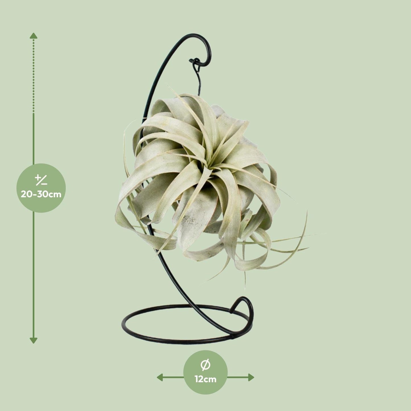 Tillandsia King Xero - ↨23cm - Ø12