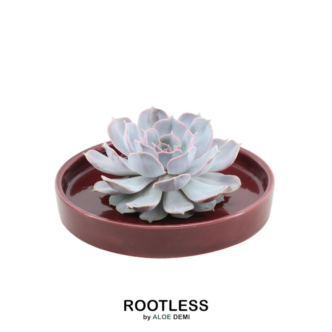 Succulent Echeveria Lilacina in schaal rood - ↨5cm - Ø20cm