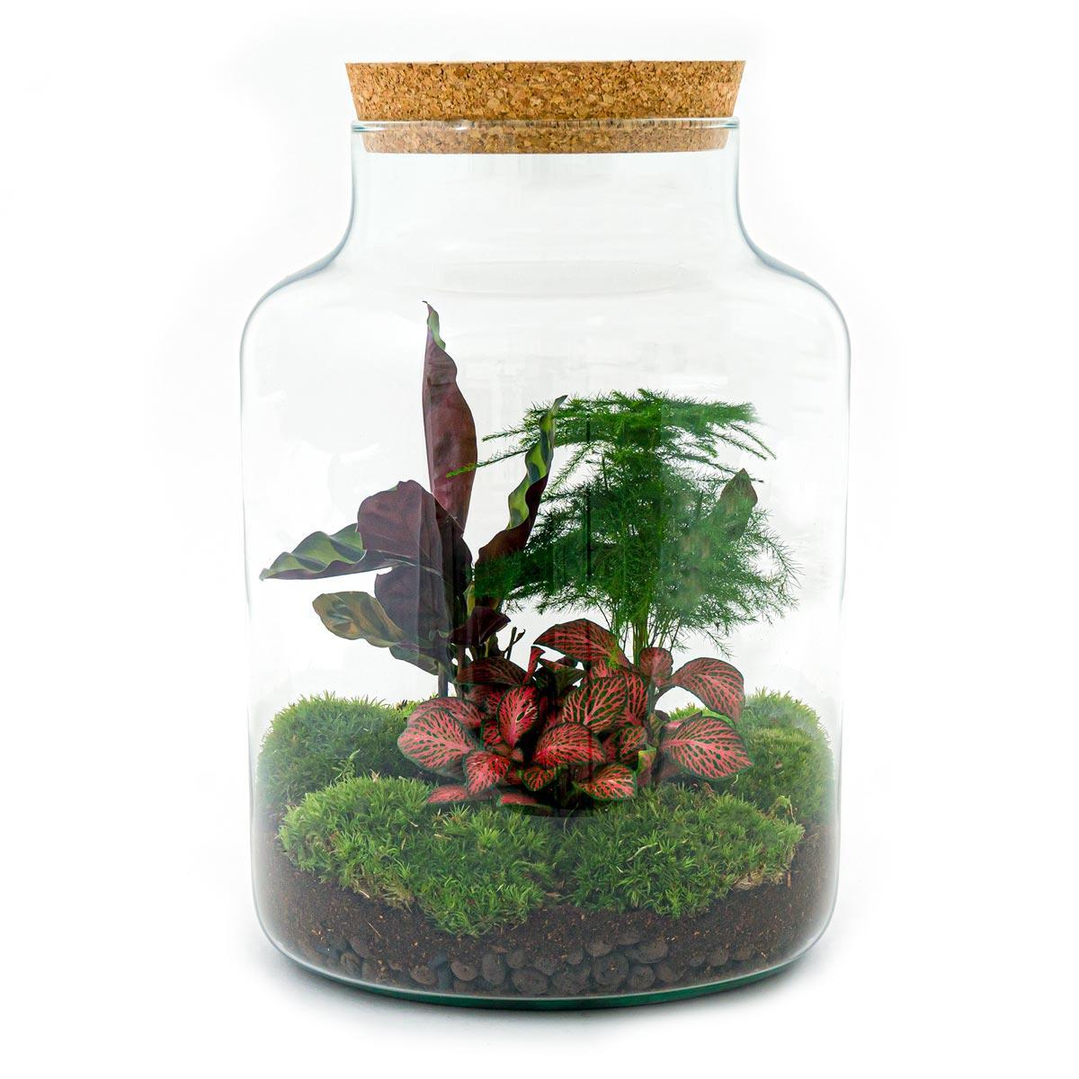 DIY terrarium Milky - ↨30 cm - Ø21cm