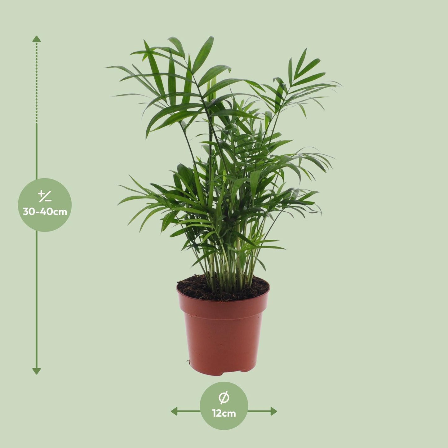 Chamaedorea Elegans - ↨40cm - Ø12cm