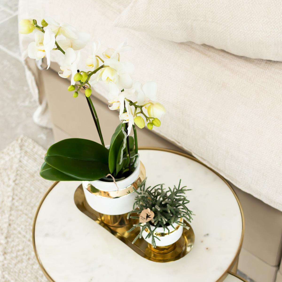 Plantenset van witte orchidee en Succulent op gouden dienblad