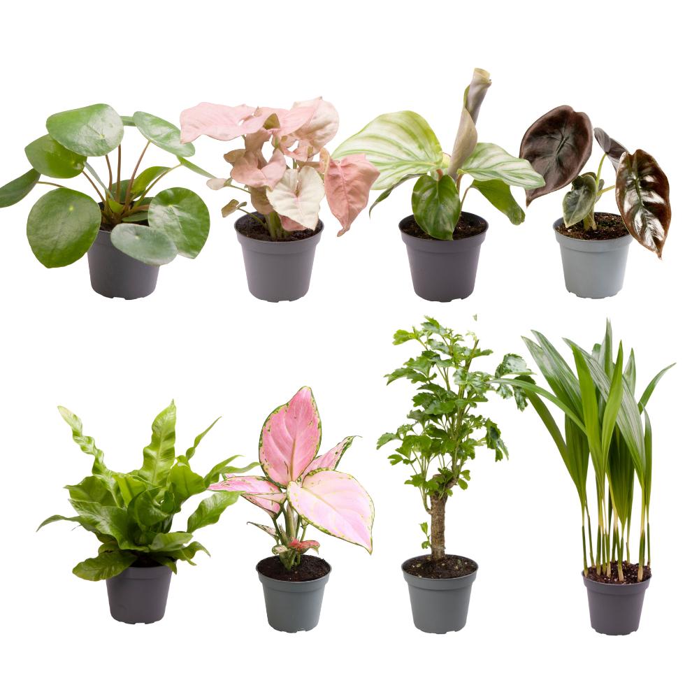 Verrassingsbox met 8 mini plantjes - ↨12cm - Ø6cm