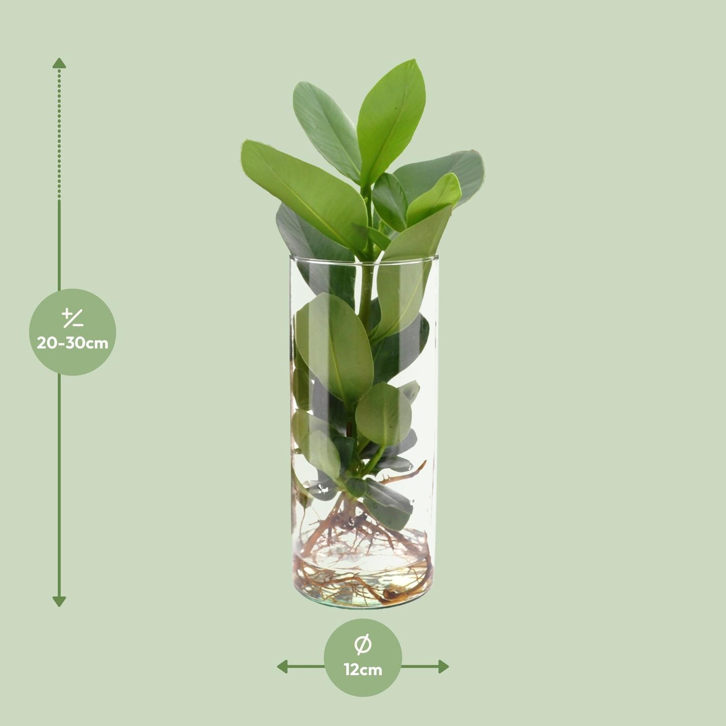 Clusia In cilinder glas - ↨30cm - Ø12cm