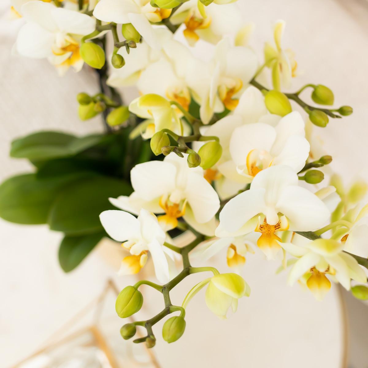 Witte phalaenopsis orchidee - Lausanne - Ø9cm
