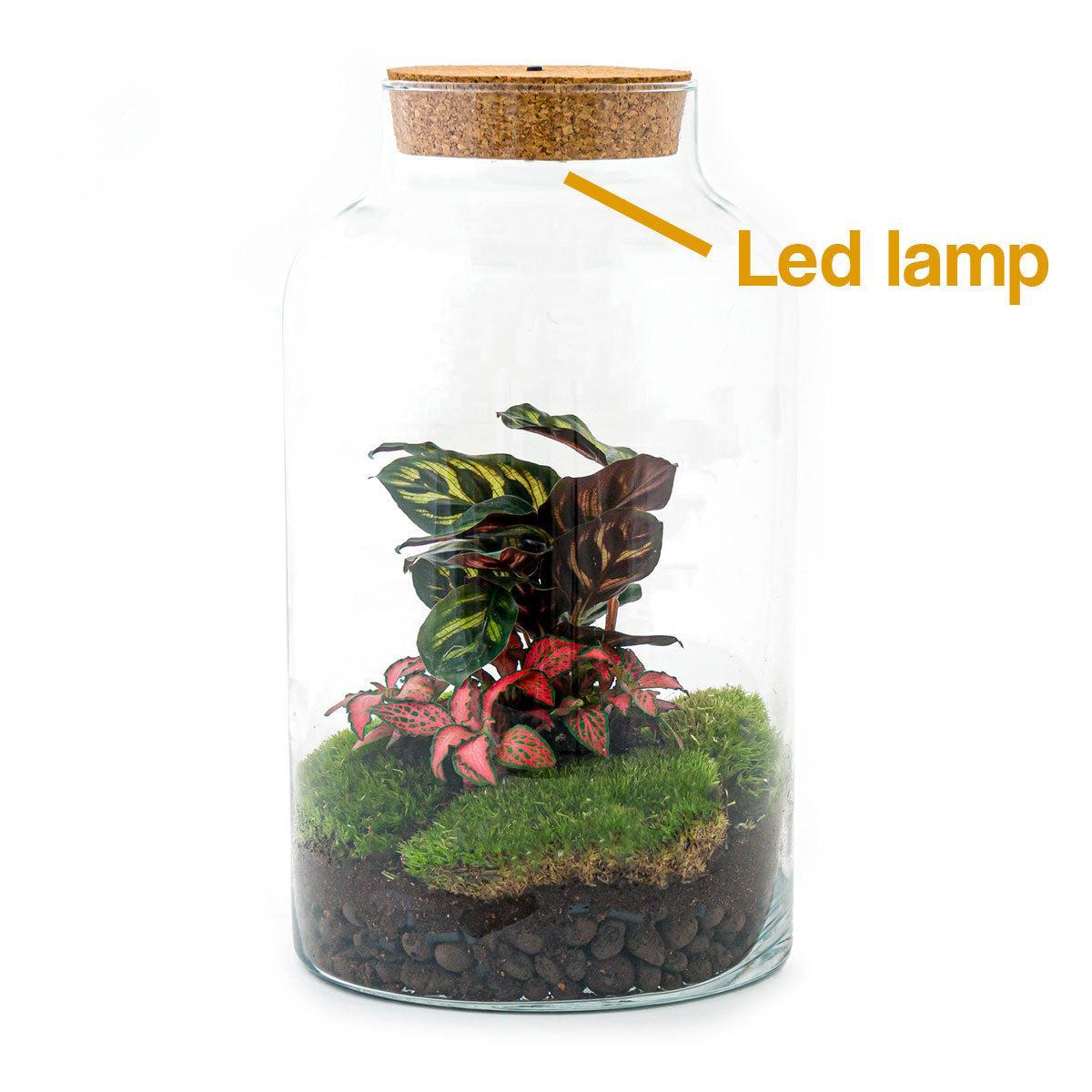 DIY terrarium Milky Calathea met LED - ↨31cm - Ø17cm