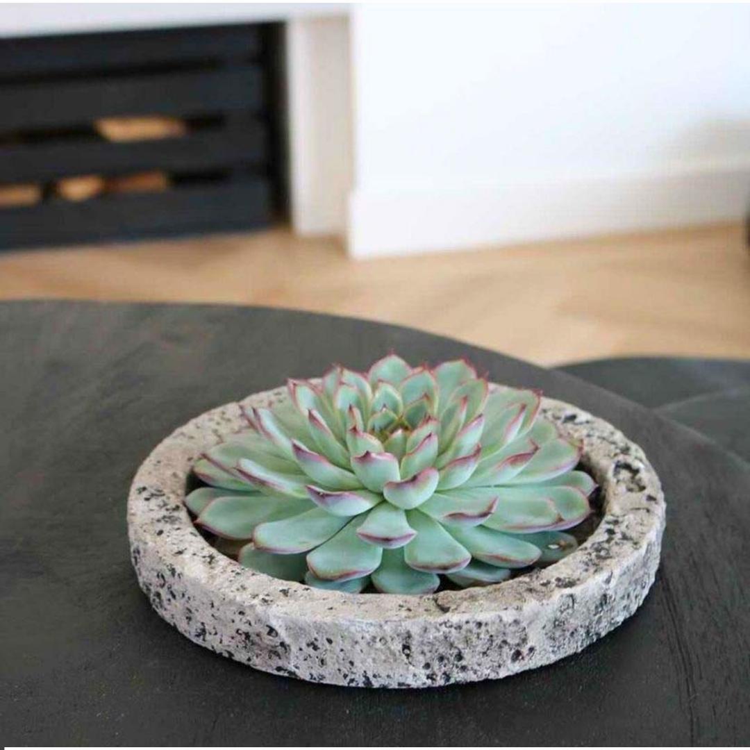 Succulent Echeveria Pulidonis in schaal Concrete -↨5cm - Ø20cm