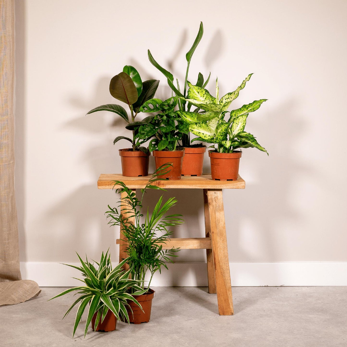 Verrassingsbox met 6 kamerplanten - ↨35cm - Ø12cm